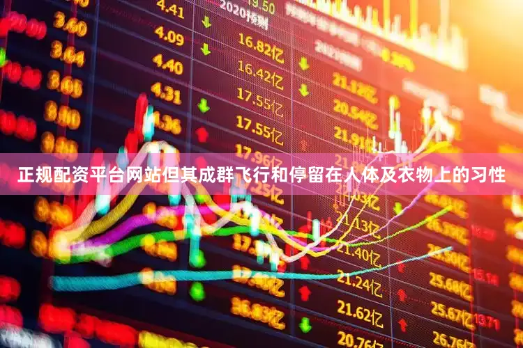 正规配资平台网站但其成群飞行和停留在人体及衣物上的习性